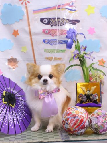 20240522りくくん